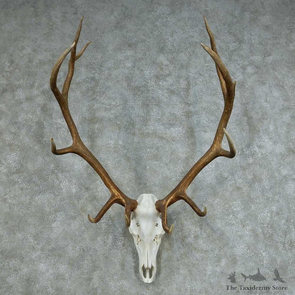 Rocky Mountain Elk Skull & Horns Mount #13681 For Sale @ The Taxidermy Store