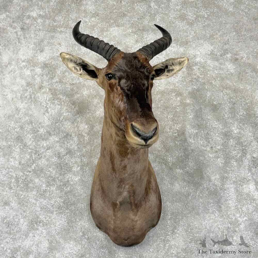 African Tsessebe Shoulder Mount For Sale #31648 @ The Taxidermy Store