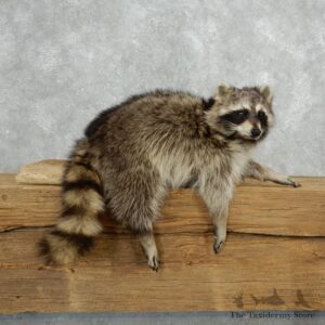 Raccoon Life-Size Mount For Sale #18140 @ The Taxidermy Store