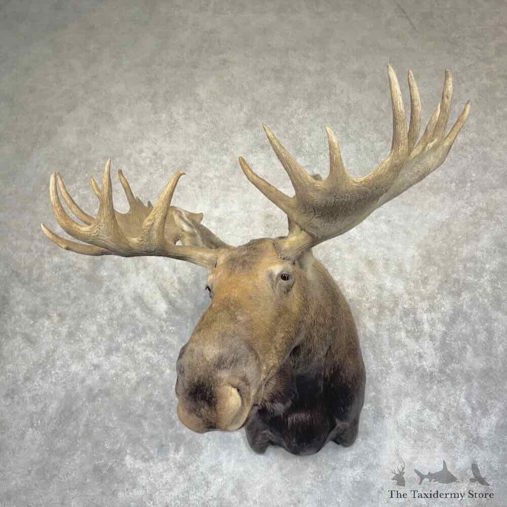 Alaskan Yukon Moose Shoulder Mount For Sale #31514 @ The Taxidermy Store