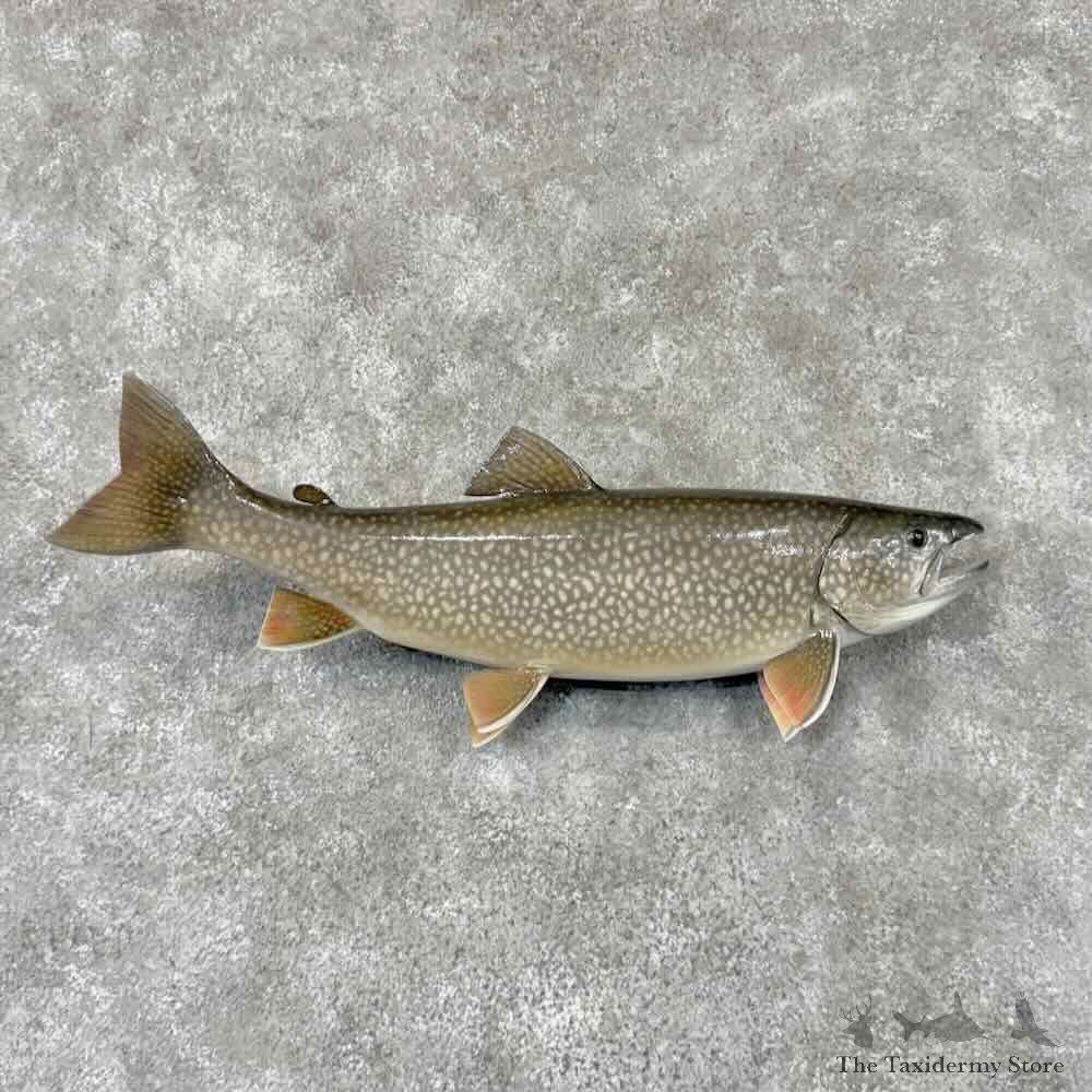 Splake Fish Mount For Sale #31871 @ The Taxidermy Store