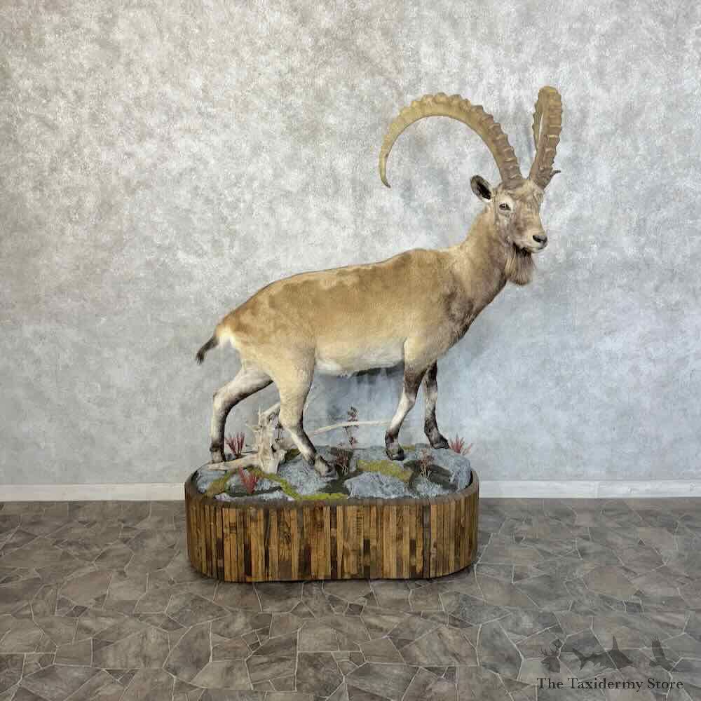 Siberian Ibex Life-Size Mount For Sale #31221 @ The Taxidermy Store