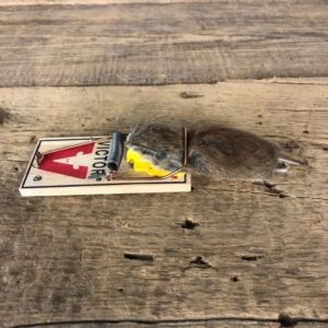 Mouse Trap Novelty Mount For Sale #19870 @ The Taxidermy Store