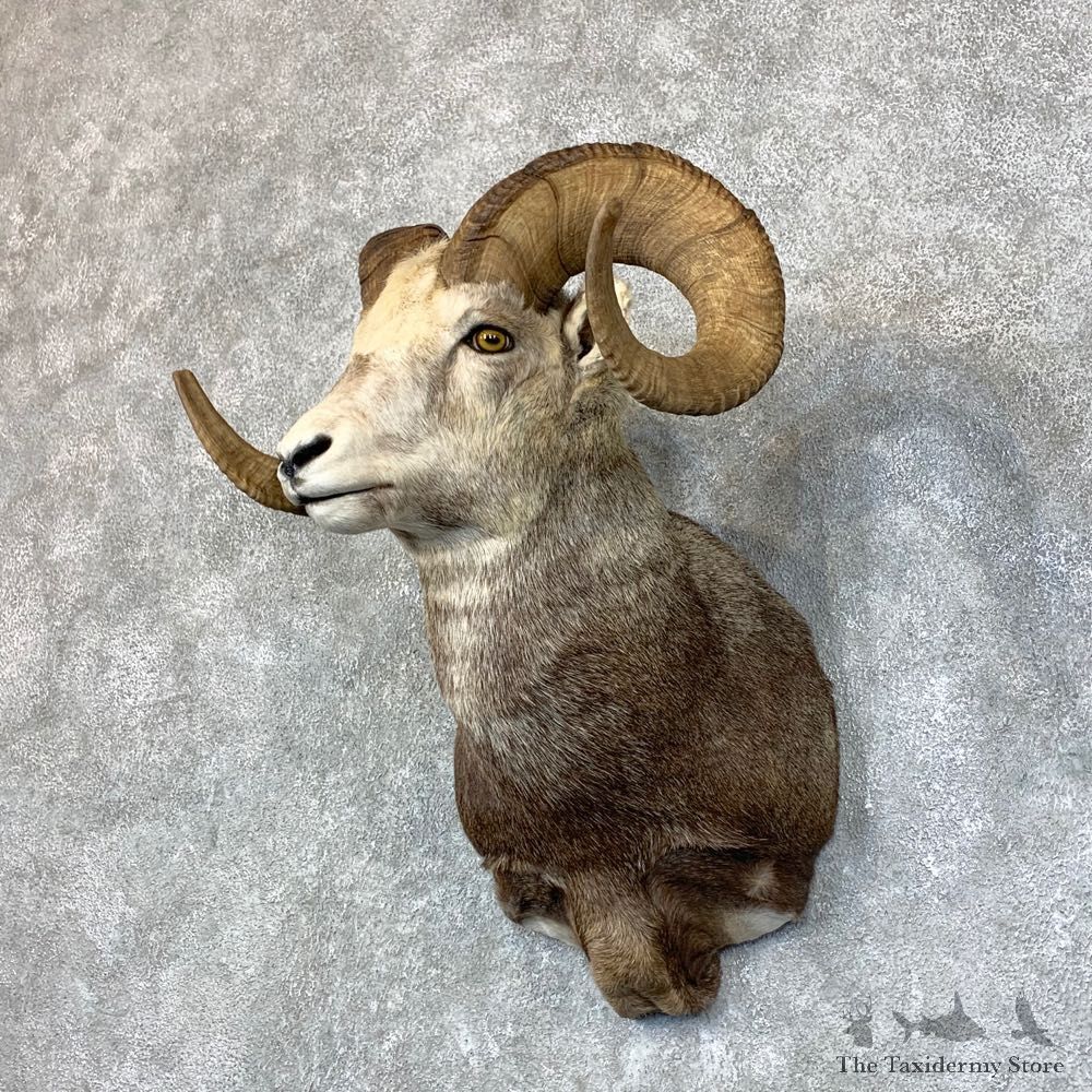 Stone Sheep Shoulder Mount For Sale #22738 @ The Taxidermy Store