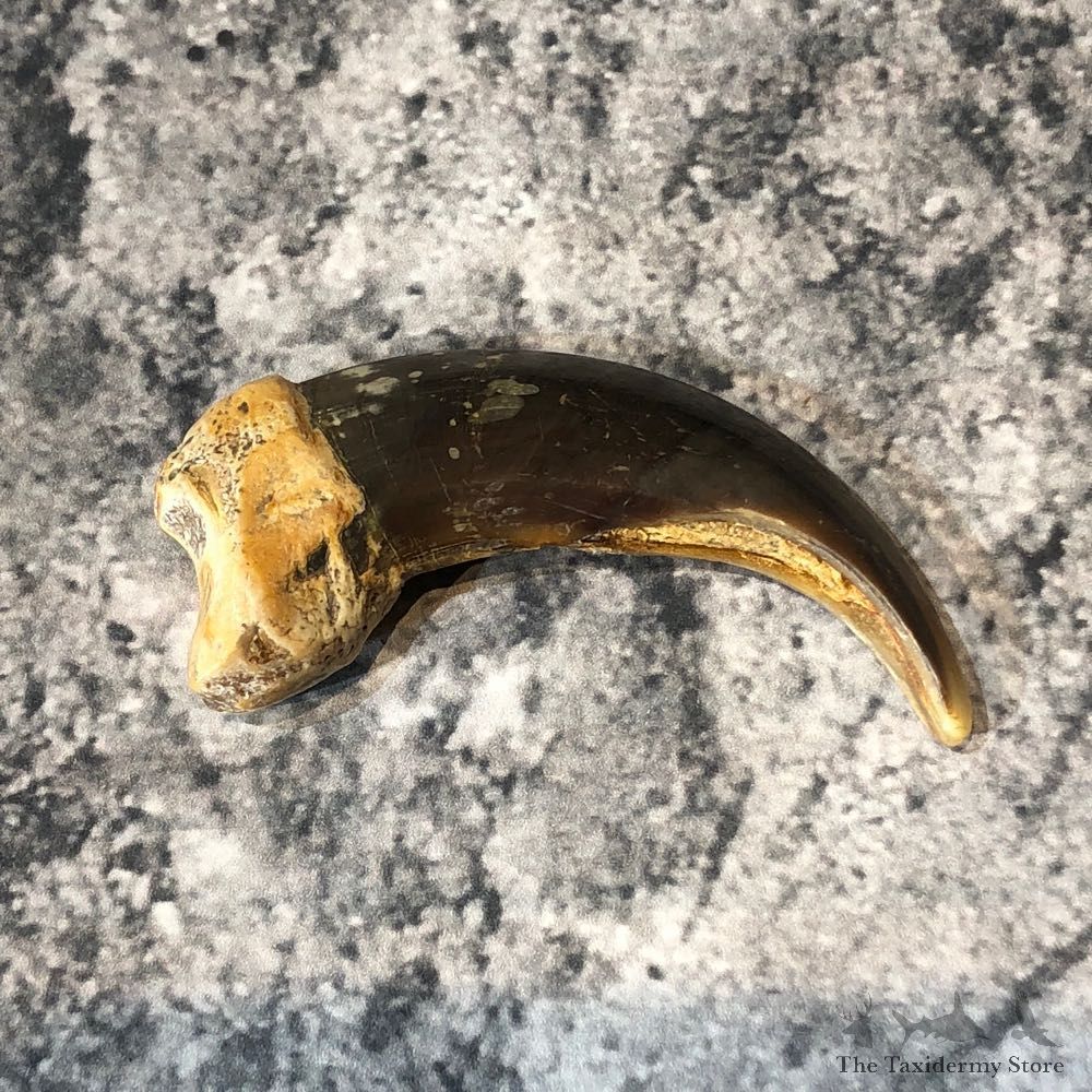 Grizzly Bear Claw For Sale #18806 @ The Taxidermy Store