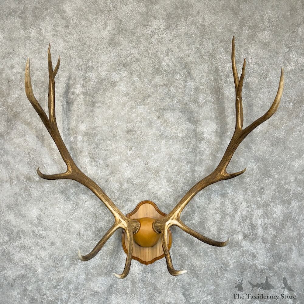 Rocky Mountain Elk Plaque Mount For Sale #29059 @ The Taxidermy Store