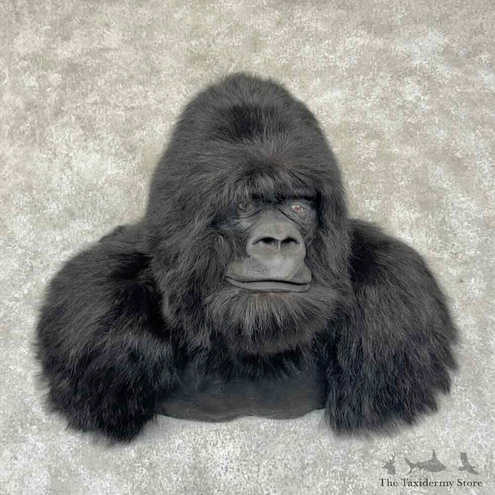 Reproduction Gorilla Shoulder Mount For Sale #31543 @ The Taxidermy Store