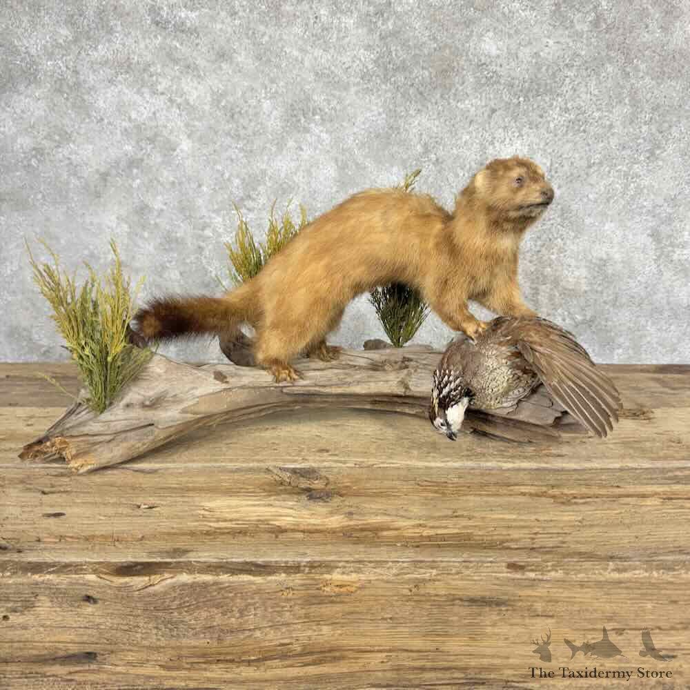 Mink Life Size Mount For Sale #32049 @ The Taxidermy Store