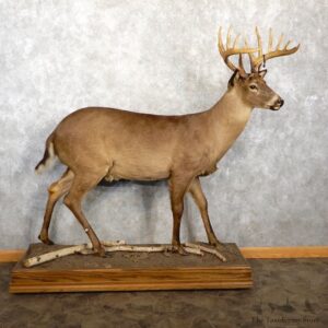 Melanistic Whitetail Deer Life-Size Mount For Sale #18762 @ The Taxidermy Store