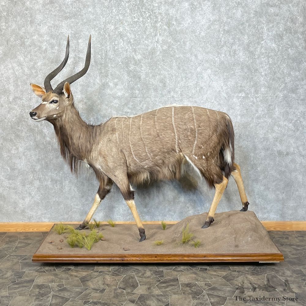 African Nyala Life-Size Taxidermy Mount #25295 For Sale @ The Taxidermy Store