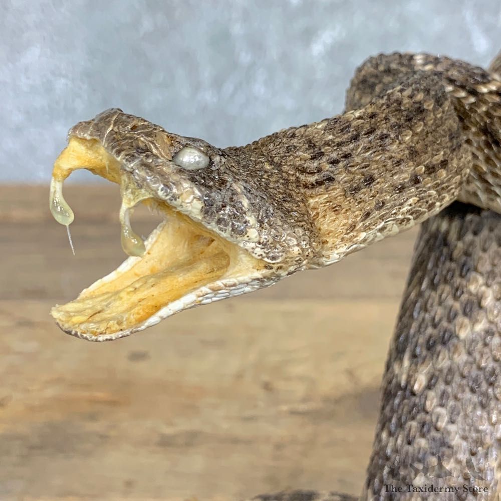Western Diamondback Rattlesnake Mount For Sale #22458 @ The Taxidermy Store