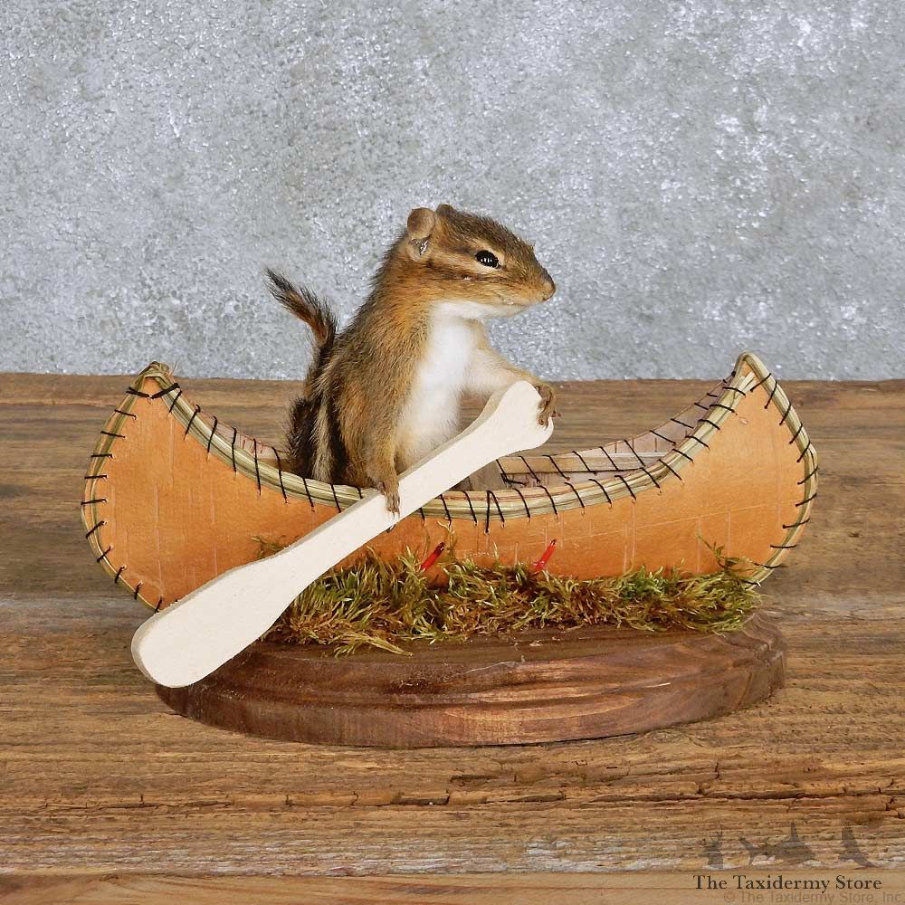 Chipmunk in a Canoe Mount For Sale #14181 @ The Taxidermy Store