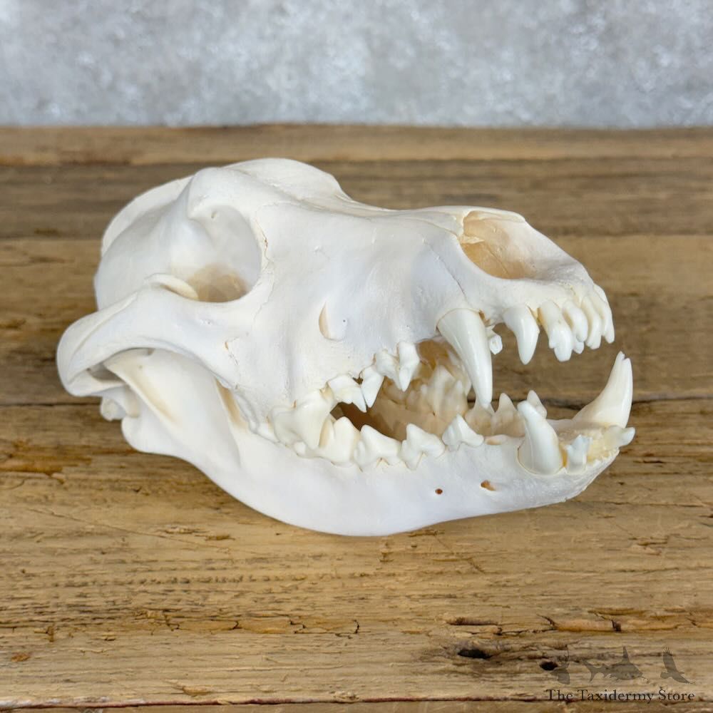 Alaskan Gray Wolf Full Skull For Sale #28936 @ The Taxidermy Store