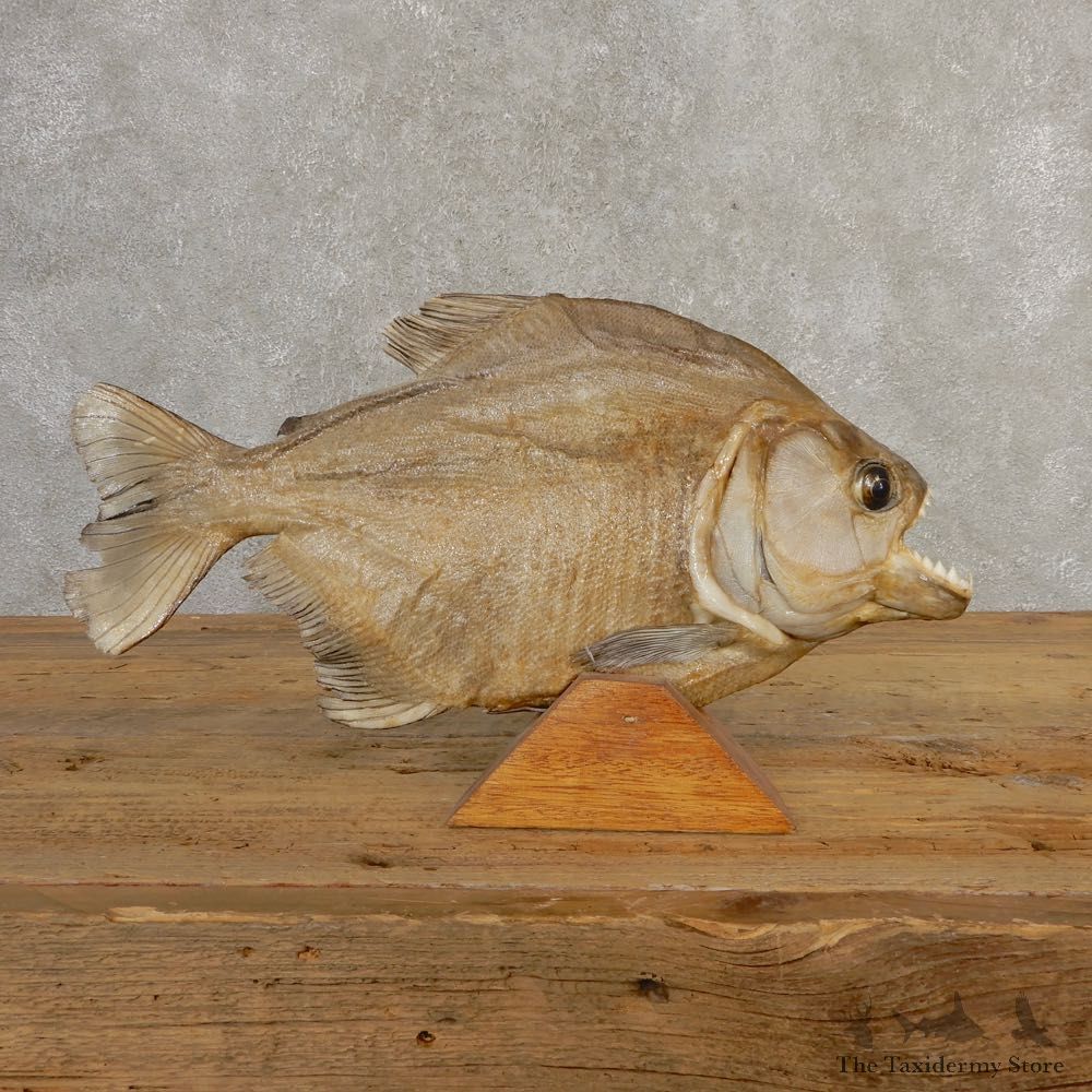 Piranha Fish Mount #20620 For Sale @ The Taxidermy Store