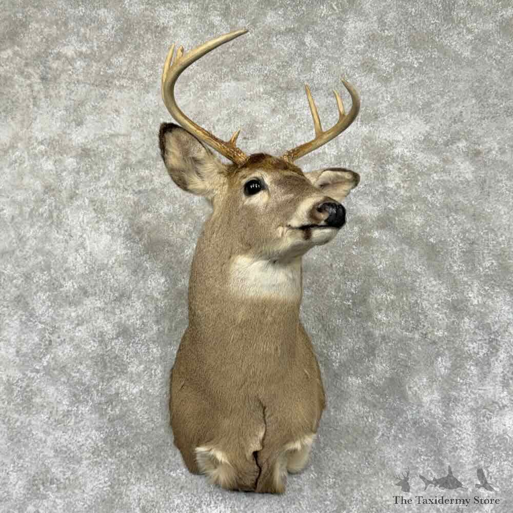 Whitetail Deer Shoulder Mount For Sale #31549 @ The Taxidermy Store