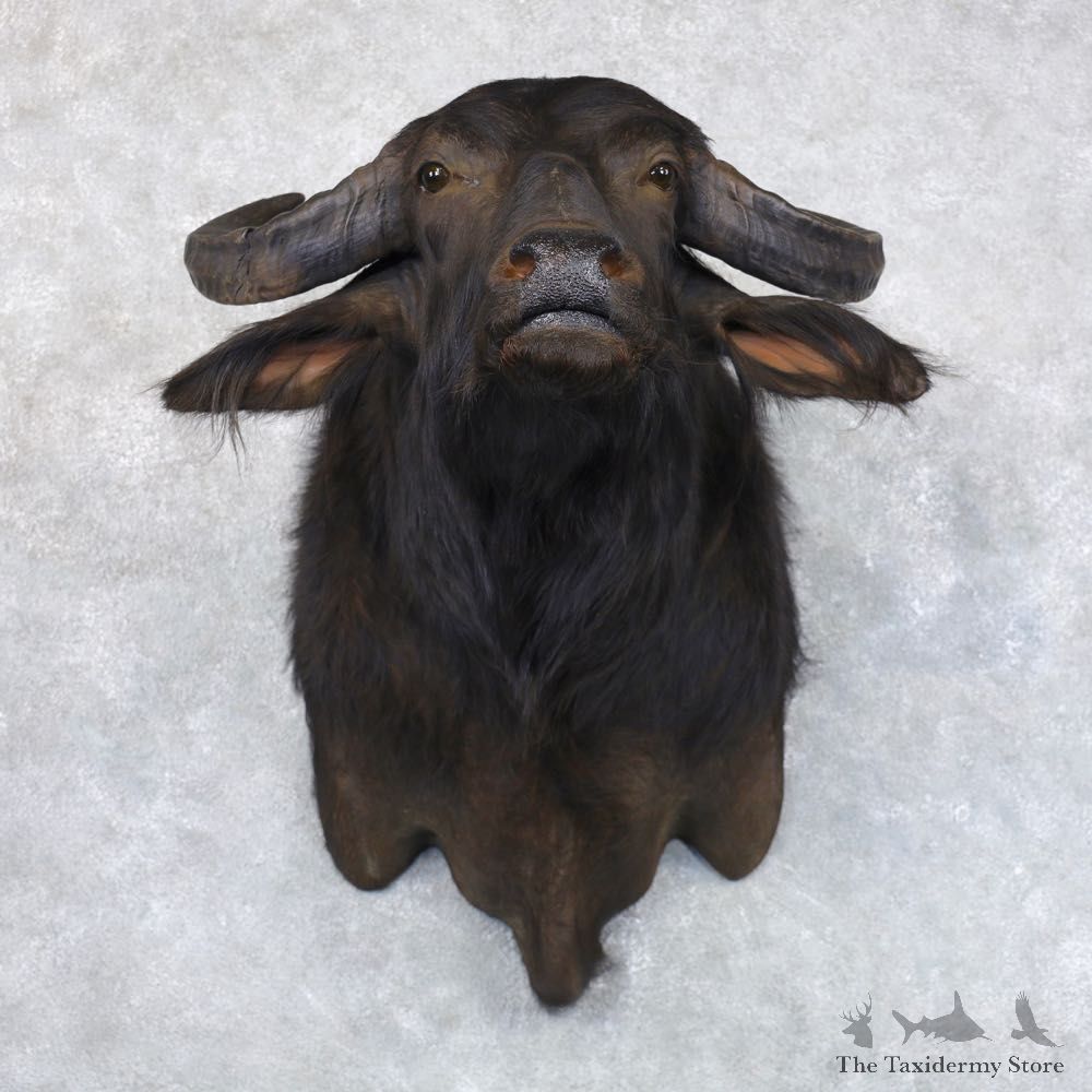 South American Water Buffalo Shoulder Mount For Sale #22147 For Sale @ The Taxidermy Store