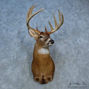 Whitetail Deer Shoulder Mount For Sale #15465 @ The Taxidermy Store
