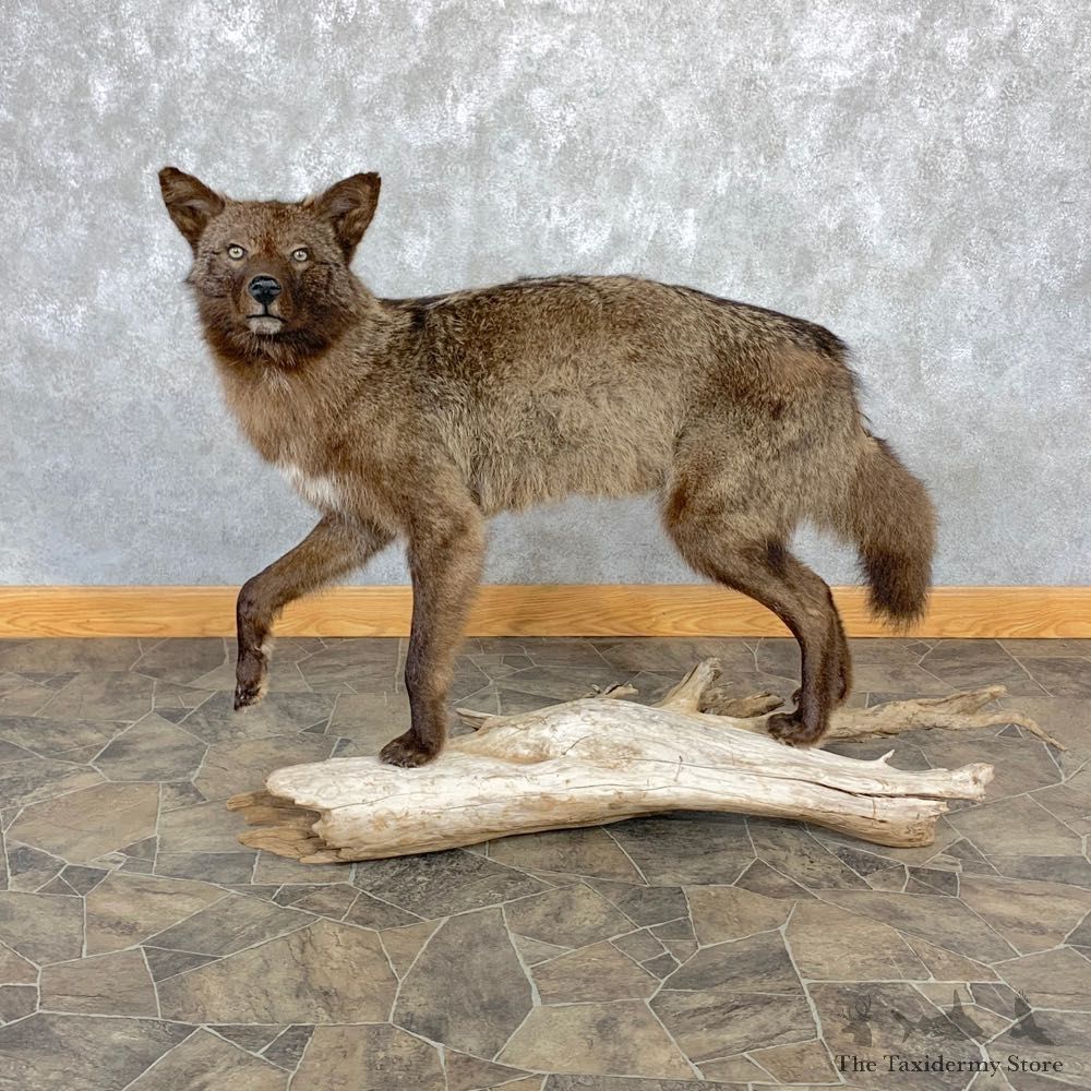 Black Coyote Life-Size Mount #23224 For Sale @ The Taxidermy Store
