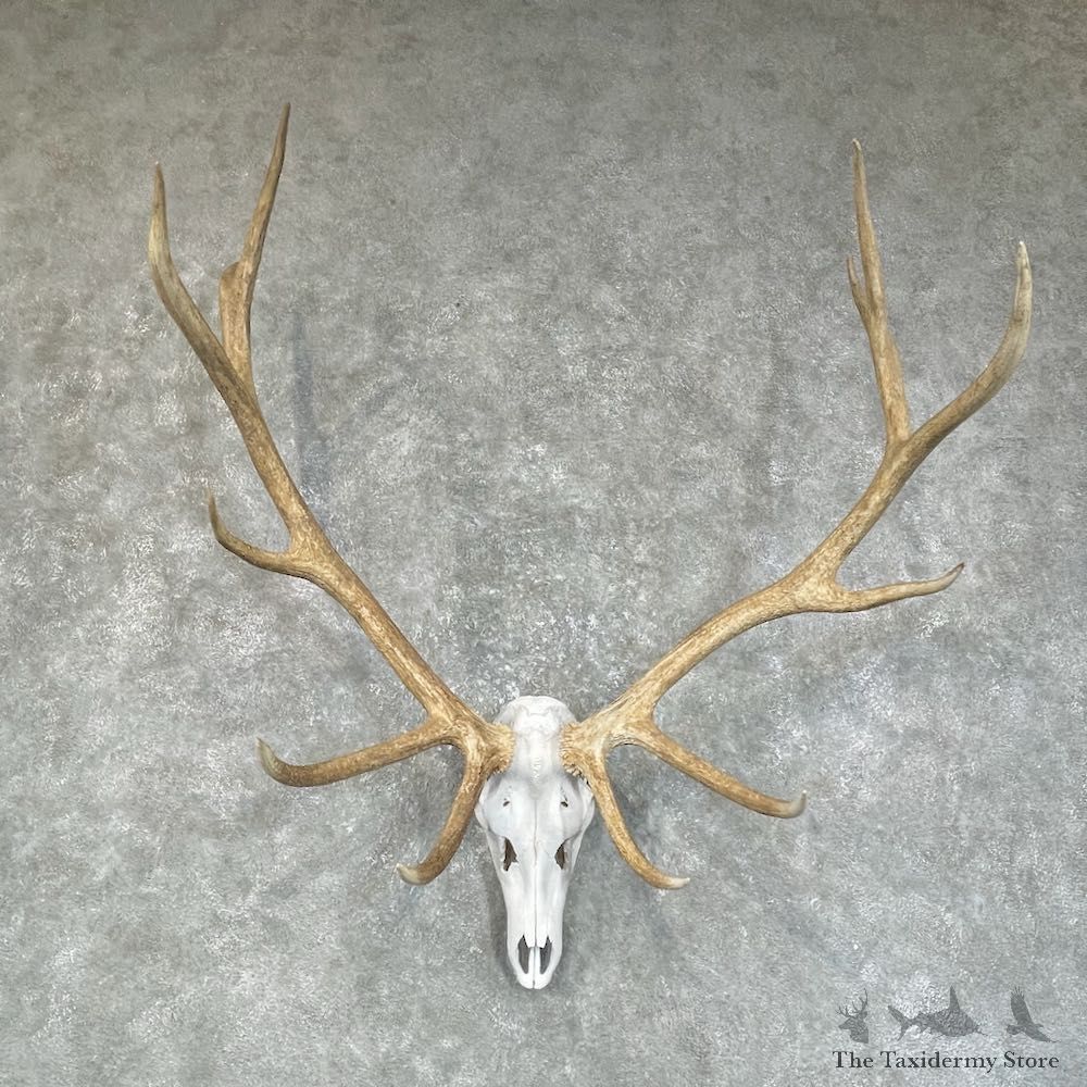 Rocky Mountain Elk Plaque Mount For Sale #25727 @ The Taxidermy Store