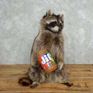 Novelty Raccoon Mount For Sale #18141 @ The Taxidermy Store