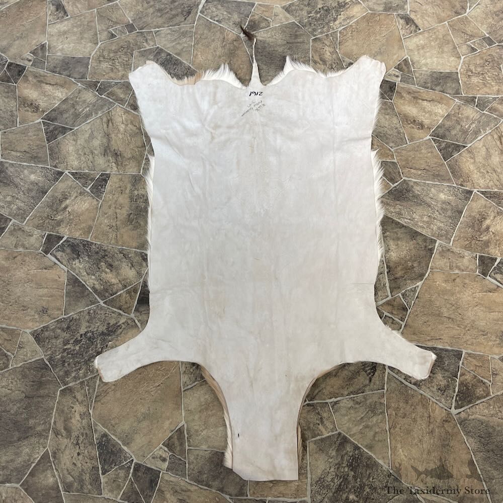 Springbok Taxidermy Hide For Sale #27896 @ The Taxidermy Store