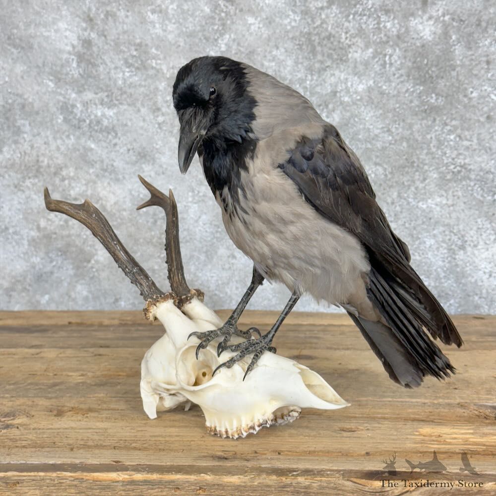 Hooded Crow Bird Mount For Sale #28934 @ The Taxidermy Store