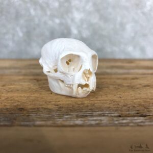 Tamarin Taxidermy Skull Mount For Sale #19583 @ The Taxidermy Store
