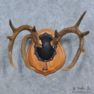Whitetail Deer Antler Plaque Mount For Sale #15339 @ The Taxidermy Store