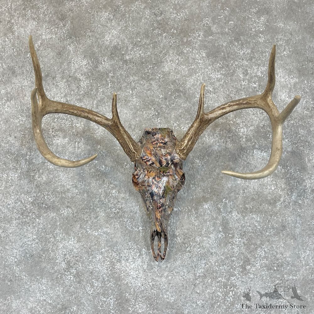 Whitetail Deer Dipped Skull Mount For Sale #21481 @ The Taxidermy Store