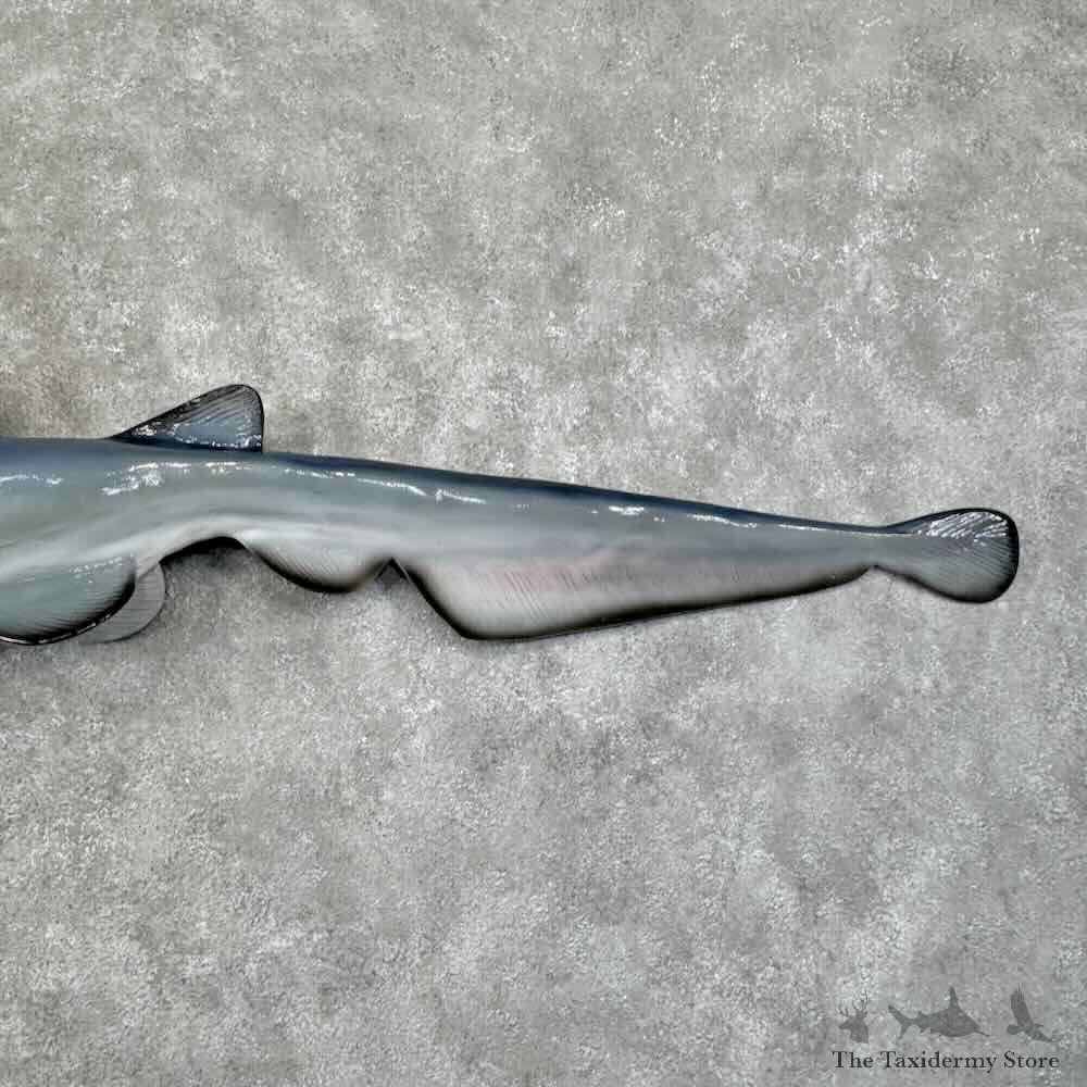 Goblin Shark Reproduction Mount For Sale #31854 @ The Taxidermy Store
