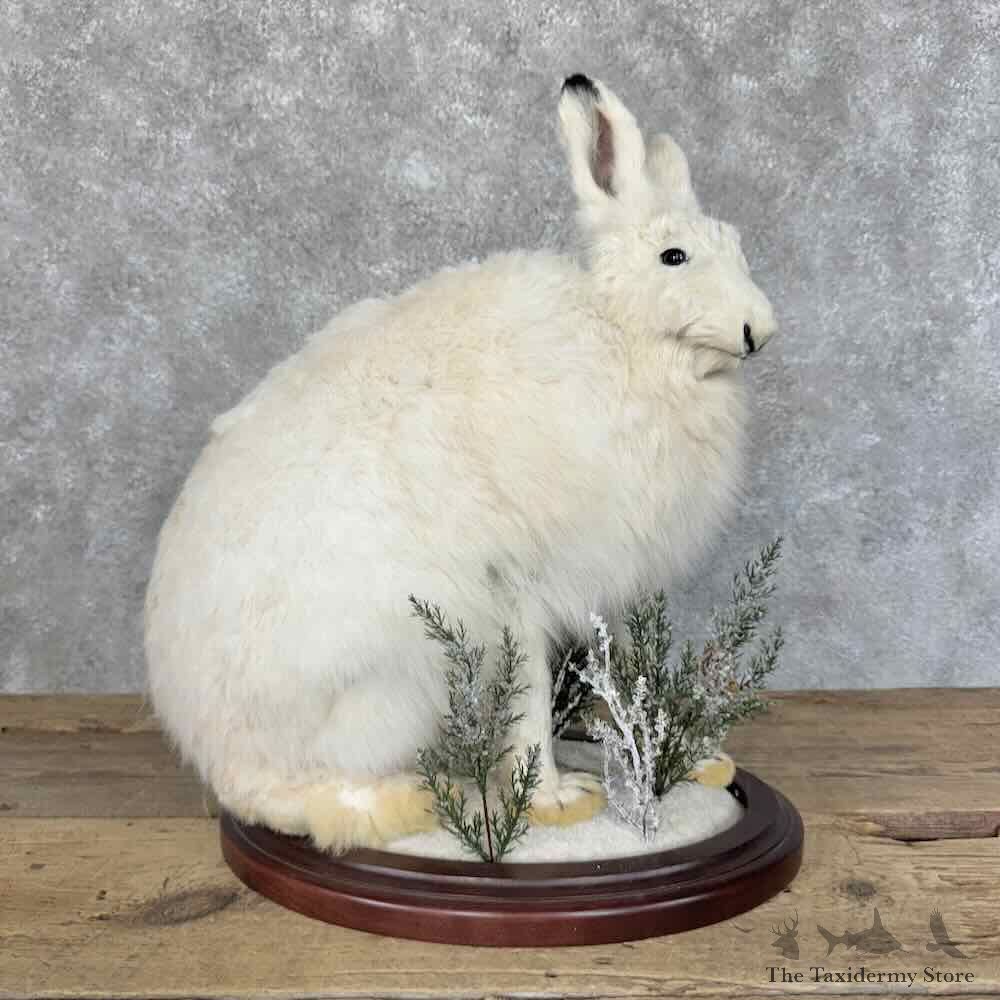 Arctic Hare Life-Size Mount For Sale #31123 @ The Taxidermy Store