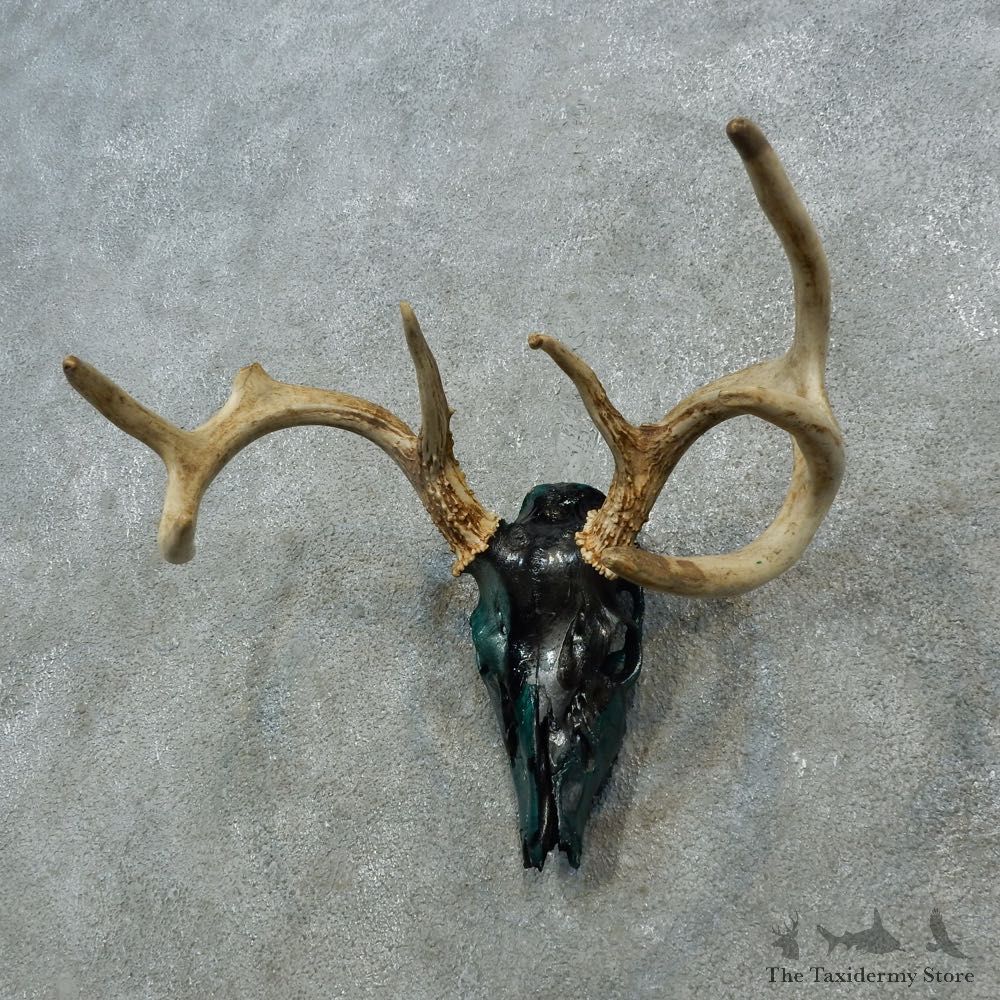 Whitetail Deer Skull Antler European Mount For Sale #15382 @ The Taxidermy Store