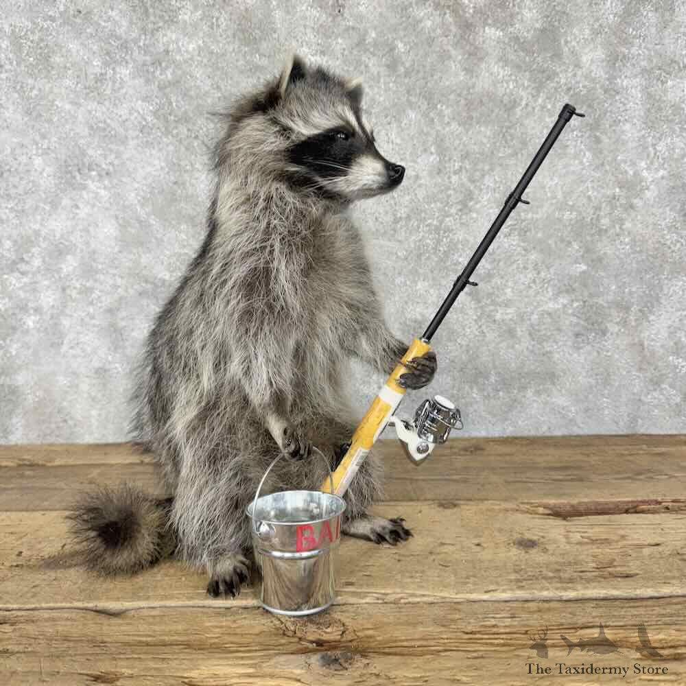 Fishing Raccoon Novelty Mount For Sale #30830 @ The Taxidermy Store