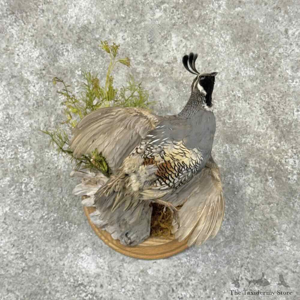 California Quail Bird Mount For Sale #32025 @ The Taxidermy Store
