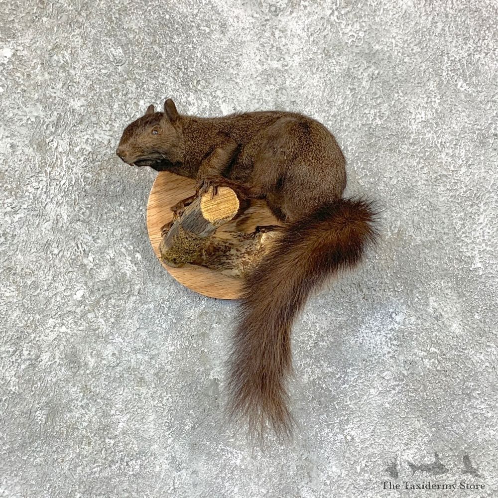 Grey Squirrel Life-Size Mount For Sale #22947 @ The Taxidermy Store