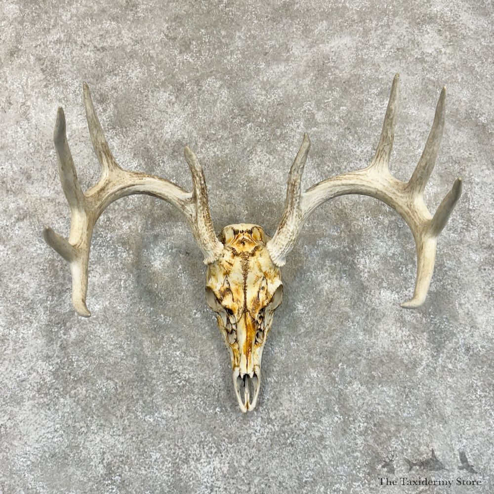 Whitetail Deer Skull European Mount For Sale #29243 @ The Taxidermy Store