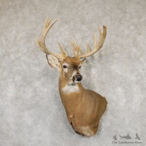 Whitetail Deer Shoulder Taxidermy Mount For Sale #20185 @ The Taxidermy Store.jpg