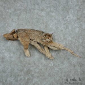 Laying Alaskan Lynx Life Size Mount #13602 For Sale @ The Taxidermy Store