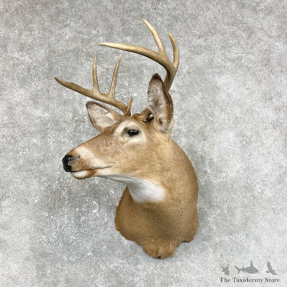 Whitetail Deer Taxidermy Shoulder Mount For Sale #25306 @ The Taxidermy Store