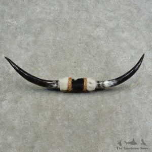 Longhorn Steer Horn Plaque For Sale #16774 @ The Taxidermy Store