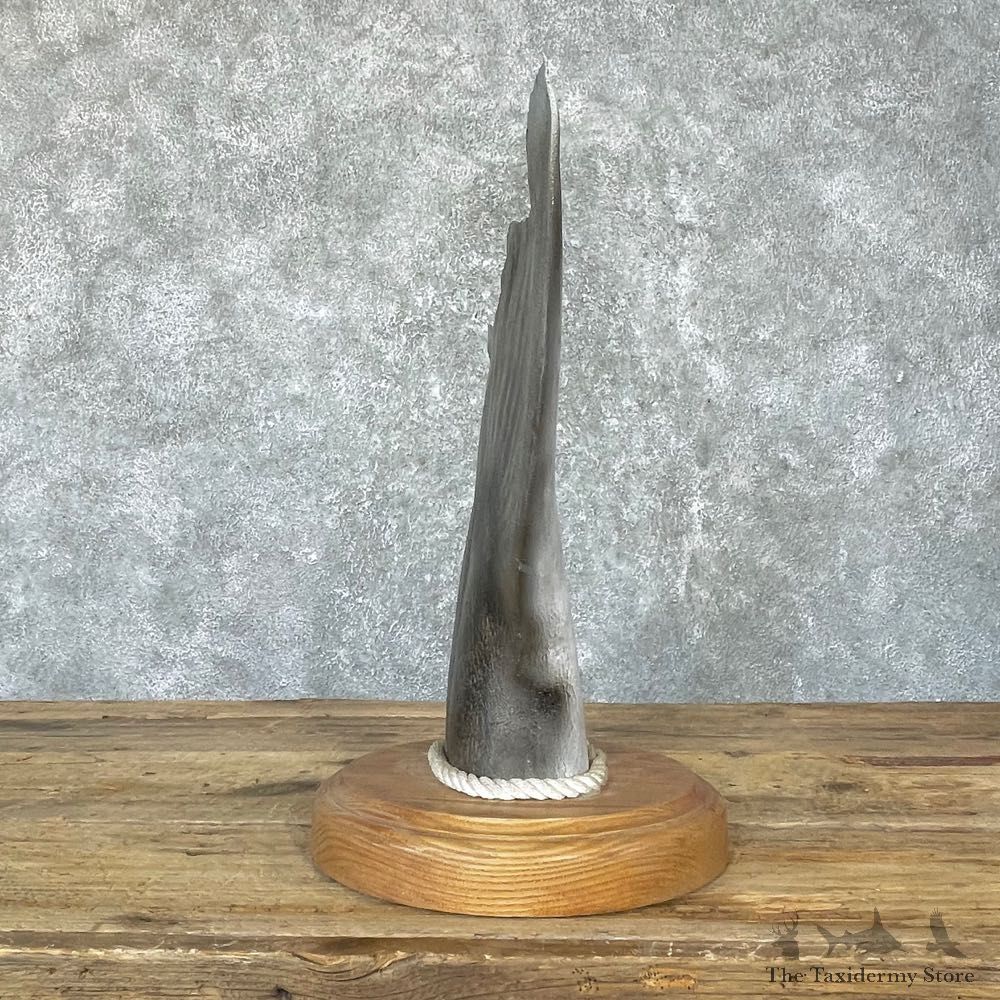 Halibut Tail Taxidermy Fish Mount #24724 For Sale @ The Taxidermy Store