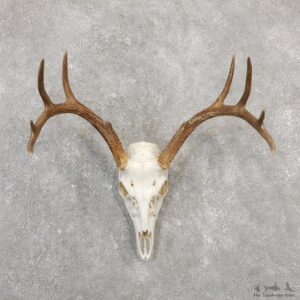 Whitetail Deer Skull European Mount For Sale #20034 @ The Taxidermy Store