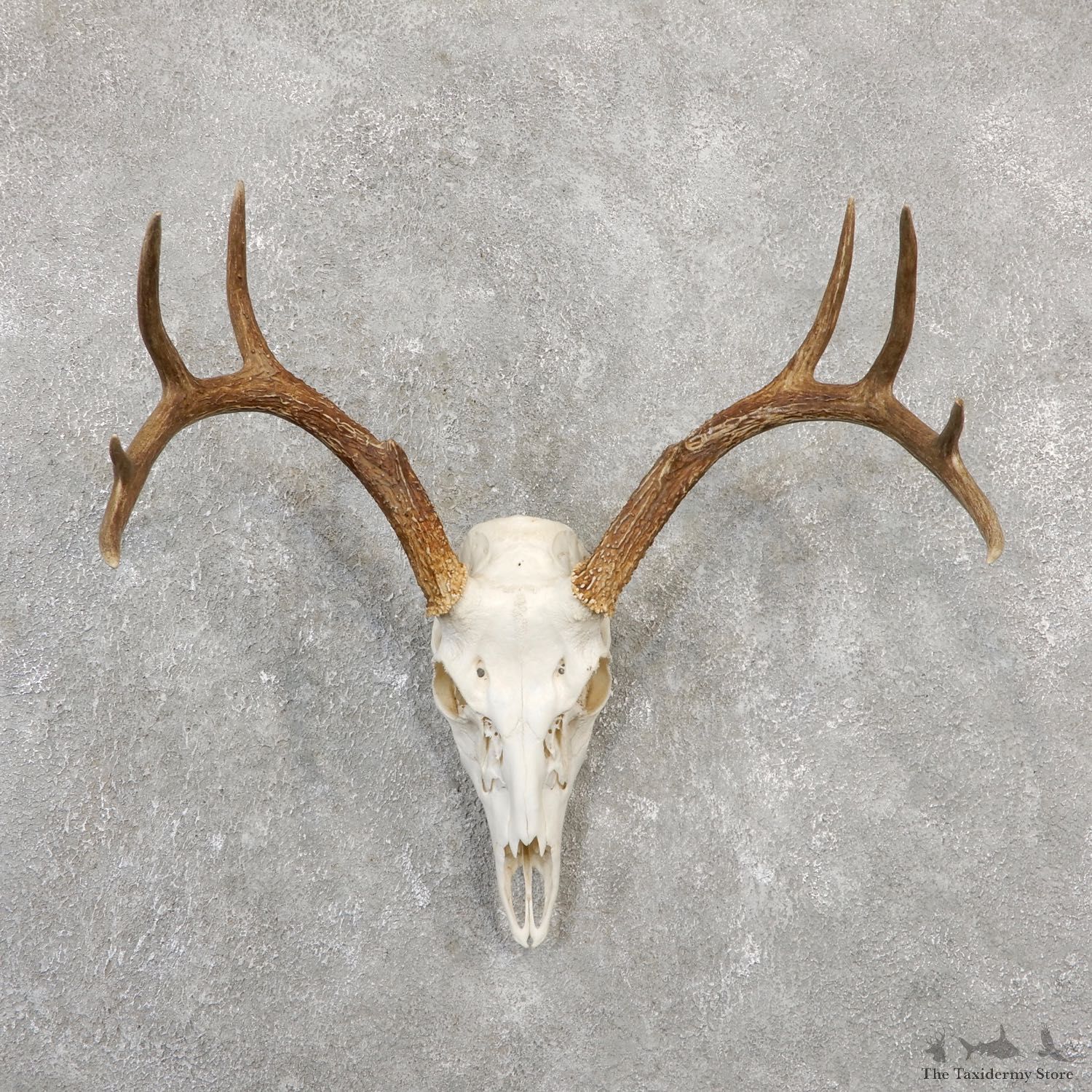 Whitetail Deer Skull European Mount For Sale #20034 @ The Taxidermy Store