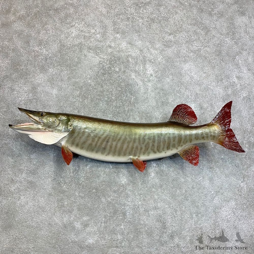 Musky Fish Taxidermy Mount For Sale #22118 - The Taxidermy Store