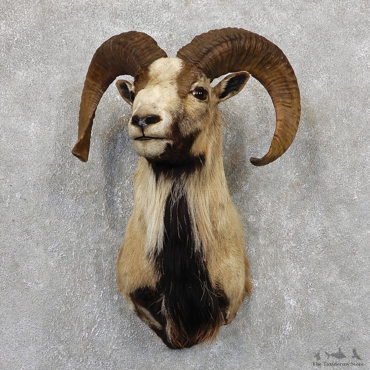 Corsican Ram Shoulder Mount For Sale #19441 @ The Taxidermy Store