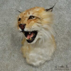 Reproduction Eurasian Lynx Shoulder Mount For Sale #16611 @ The Taxidermy Store
