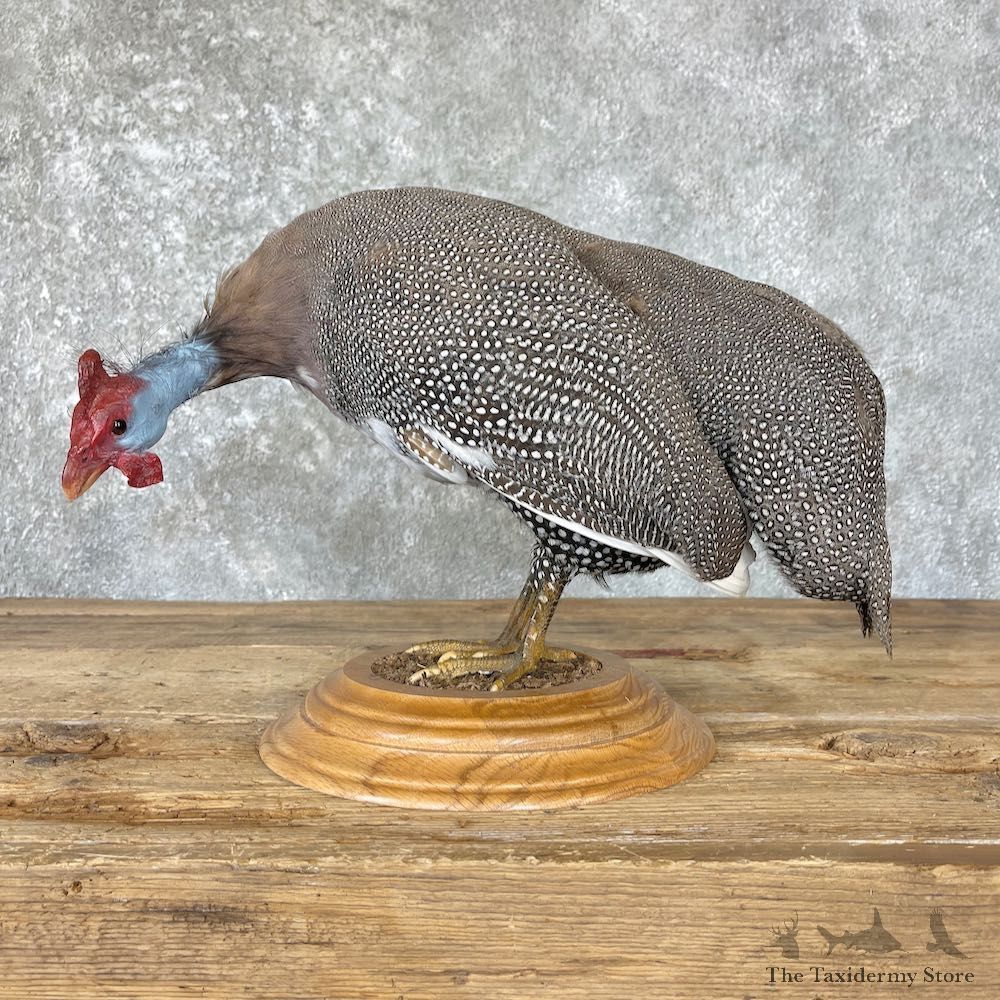 Helmeted Guineafowl Bird Mount For Sale #26647 @ The Taxidermy Store