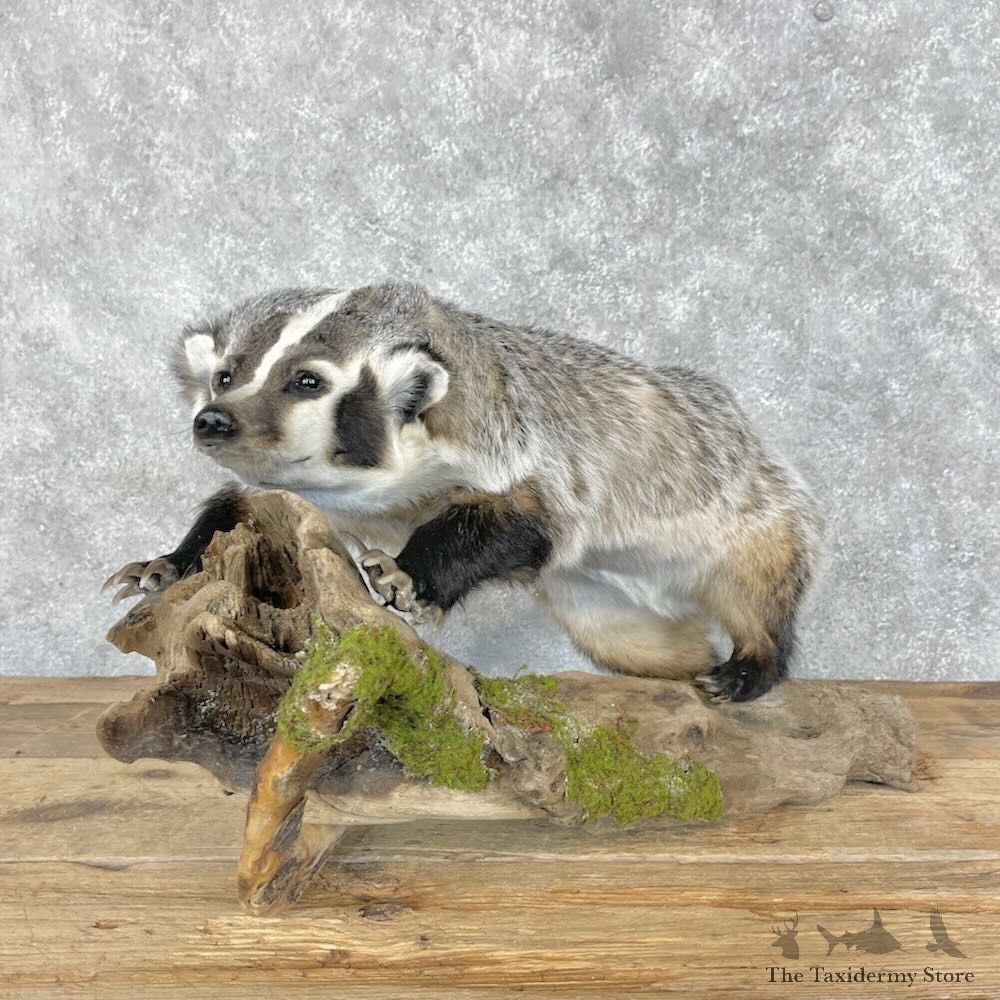American Badger Life-Size Mount For Sale #28673 @ The Taxidermy Store