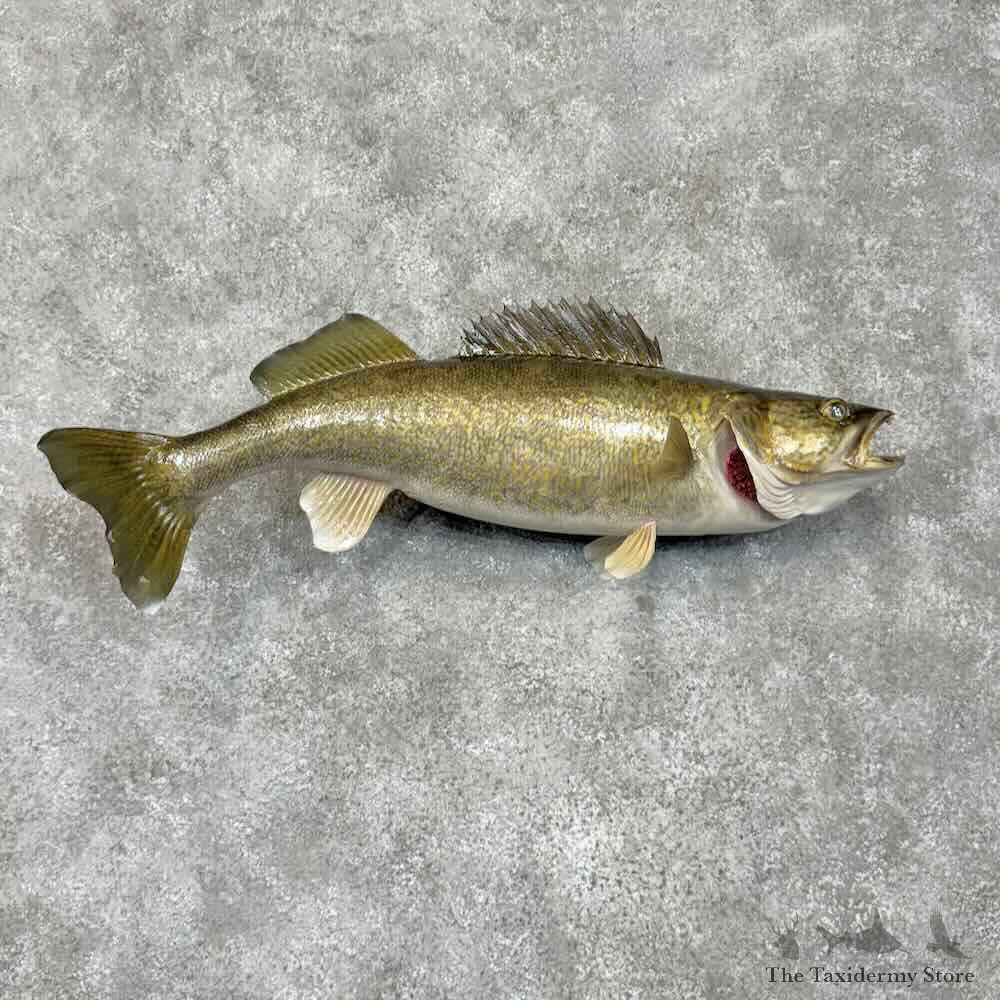 Walleye Fish Mount For Sale #30515 @ The Taxidermy Store