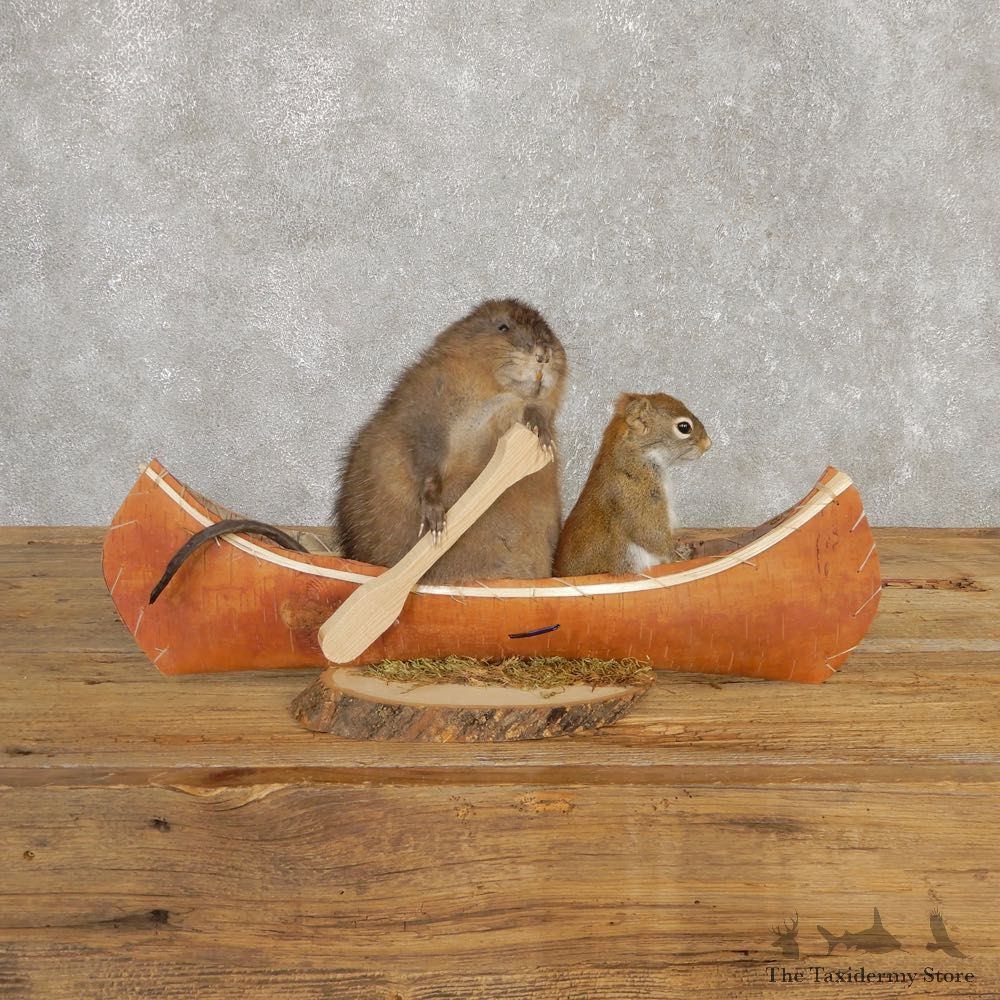 Canoeing Muskrat And Red Squirrel Novelty Mount For Sale #20198 @ The Taxidermy Store